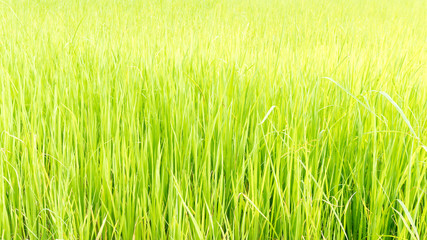 Asia green rice farm landscape background