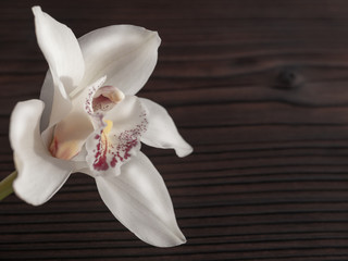white Orchid on a dark background