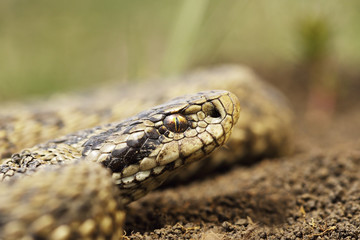 rare meadow viper portrait