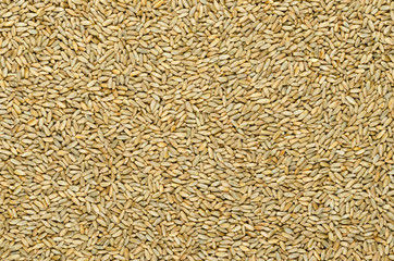 Rye grains, surface and background. Secale cereale, grain, cover and forage crop. Member of wheat tribe. Used for flour, bread, beer, whiskey, vodka and animal fodder. Food photo, close up from above.