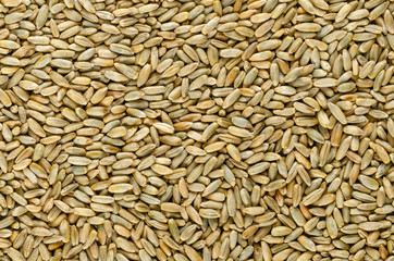 Rye grains, surface, from above. Background. Secale cereale, grain, cover, forage crop. Member of wheat tribe. For flour, bread, beer, whiskey, vodka and animal fodder. Food photo closeup, from above.