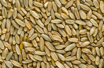 Rye grains, macro photo, from above. Secale cereale, grain, cover and forage crop. Member of wheat tribe. Used for flour, bread, beer, whiskey, vodka and animal fodder. Food photo, close up.