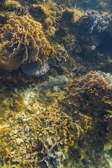 Fototapeta na wymiar Porcupinefish swiming in a reef