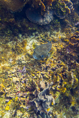 Top view of a porcupinefish