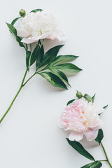 top view of light pink peony flowers with leaves on white