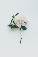 top view of white peony flower with leaves isolated on white
