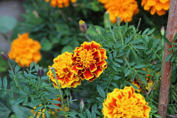 Fototapeta premium Fleurs oranges