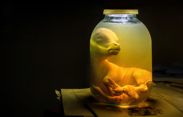 Calf embryo in glass jar with formalin. Veterinary preparation