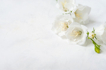 Obraz na płótnie Canvas White flower on a white background. White flower close-up wedding abstract background