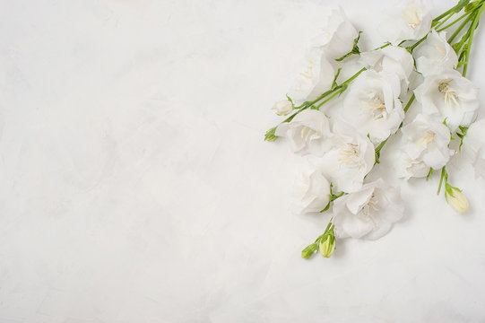 Platycodon grandiflorus flowers isolated on white background
