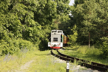 Naklejka premium Train leaving the forest.