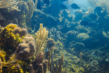 Living coral reef