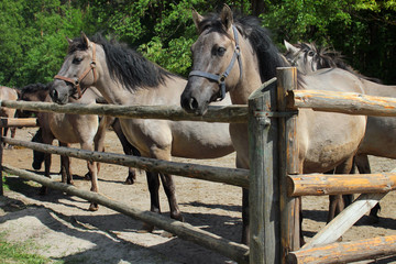 Konik (Equus ferus caballus), a Polish primitive semi-feral horse, in Roztocze national park, Poland