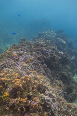 Large coral reef