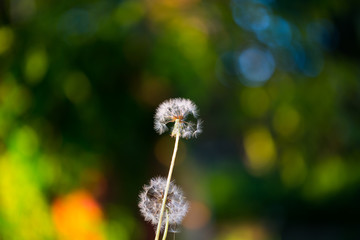 Dandelion, lucky charm on the field