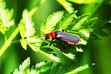 Big red and black beetle.