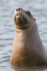 Mother  sea lion, Patagonia