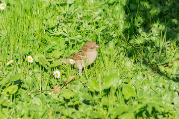 cute sparrow sitting in green grass in the park, wildlife