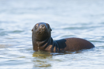 Fototapeta premium Sea Lion pup , Patagonia Argentina