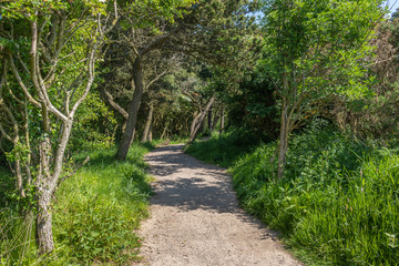 winding path through woods