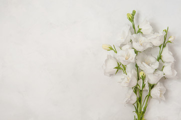 Naklejka na ściany i meble Beautiful white flowers campanula on white background