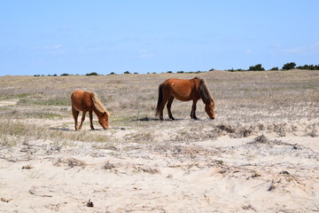 Two Wild Horses Including Foal Grazing on Sandy Grassy Beach