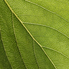 Leaves of house flowers