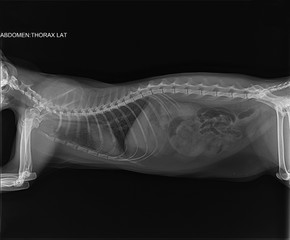 X-ray of a young three-year-old cat with bronchial asthma. Darkening of the bronchial type, interstitium without changes. A uniform decrease in the lumen of the trachea due to secondary collapse of