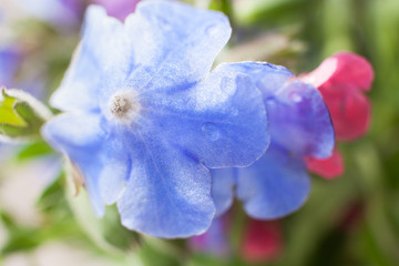 Close-up lilac flowers of lungwort with water drops. Selective focus.