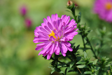 Obraz premium Purple chrysanthemum flower brightly lit by the summer sun