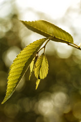 Leaves of house flowers