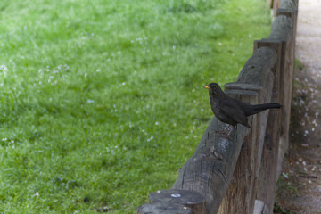 Fototapeta premium Observado