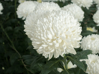 Fototapeta na wymiar White chrysanthemum anastasia – Flowersense