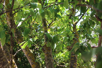 L'interno di un albero e le sue foglie