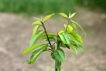 Tree of sweet cherry. Cherries