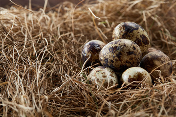 Conceptual still-life with quail eggs in hay nest, close up, selective focus