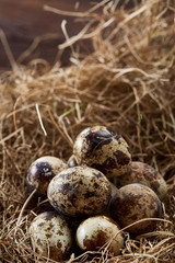 Conceptual still-life with quail eggs in hay nest, close up, selective focus