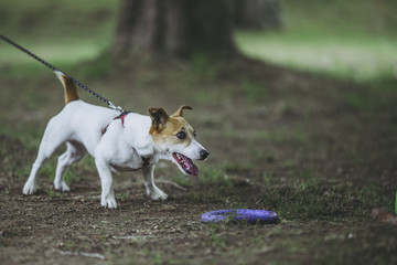 ジャックラッセルテリア