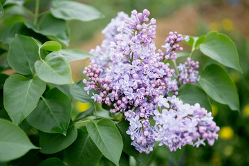 Fototapeta premium Flowering branch of lilac