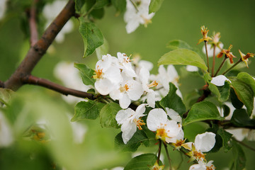 Blooming apple tree branch with white flowers