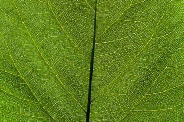 Green leaf texture