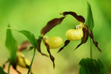slipper slippers, big orchid flower