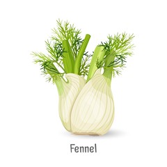 Florence fennel or finocchio selection with swollen, bulb-like stem - obrazy, fototapety, plakaty