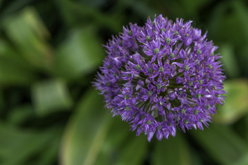 Allium