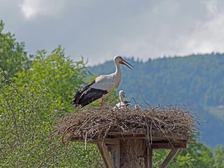 Storch mit Jungtier im Nest, vor Landschaft