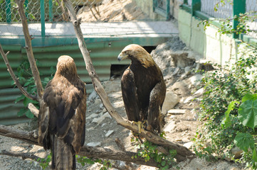 eagle at the zoo