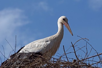 Storch auf Nest, beobachtet