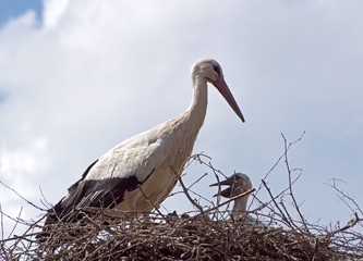 Storch mit Nachwuchs im Nest