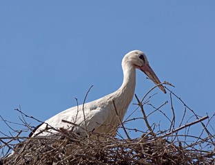 Storch im Nest wartend