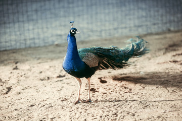 close up view of beautiful Pavo with colorful feathers at zoo